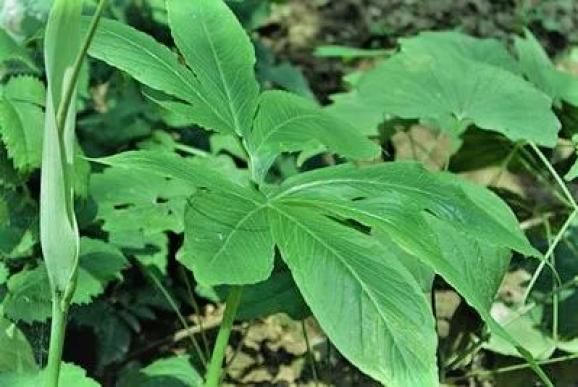 跟我学中草药 四十 故事里的本草 半夏