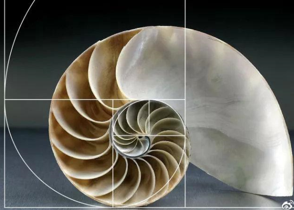 海螺曲线 斐波那契图片
