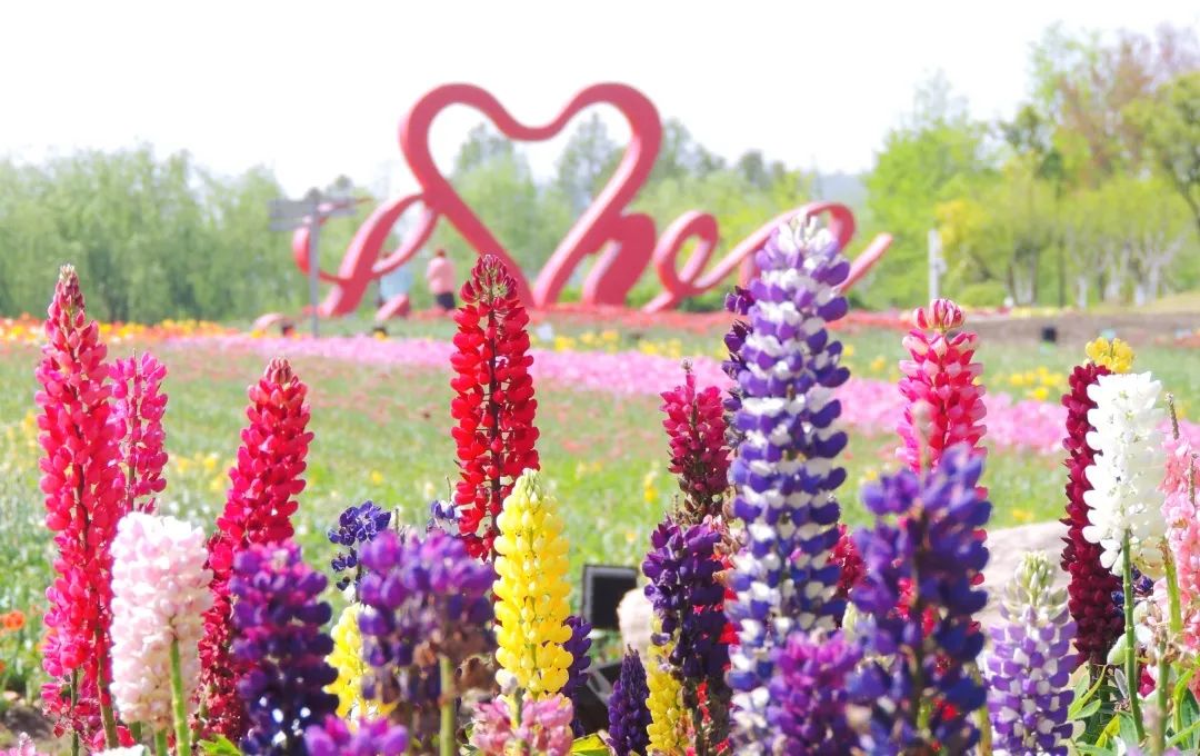 2021周浦花海春季花展时间:即日起至5月5日主要观赏地包括有吕巷水果