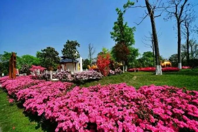 七彩跑道,漢服秀等 超多玩法等你打卡 蜀國鵑都花海主題樂園杜鵑花是