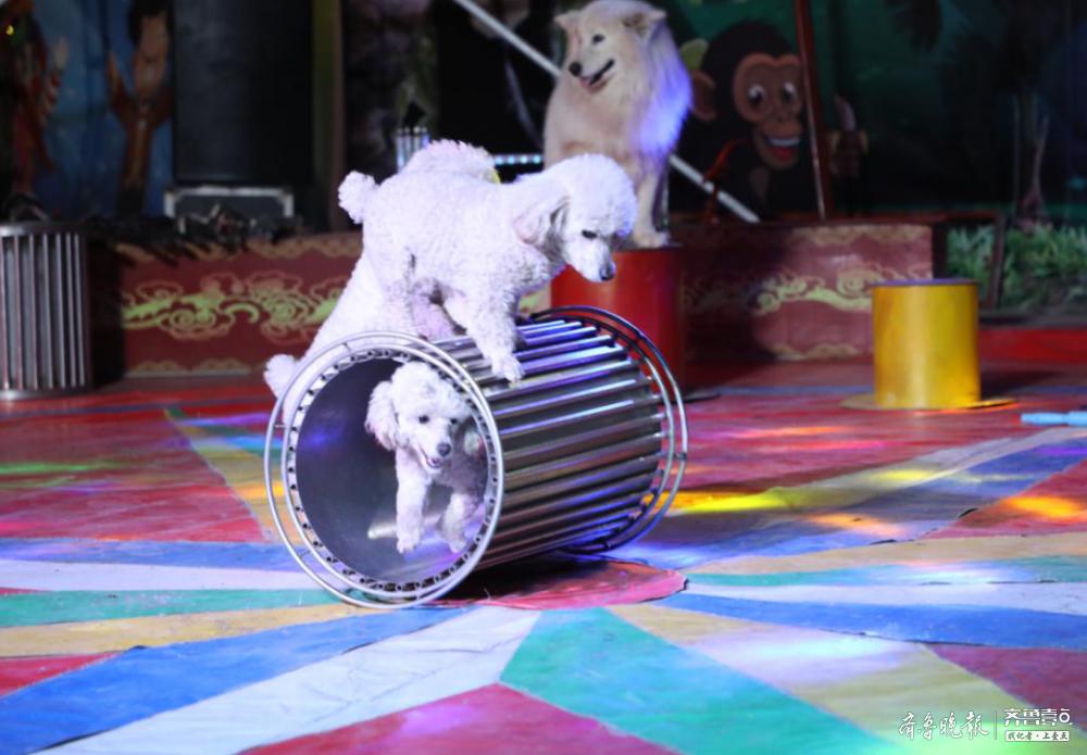 车展10000张马戏团门票免费送来齐鲁济宁车展看萌宠杂技精彩不停