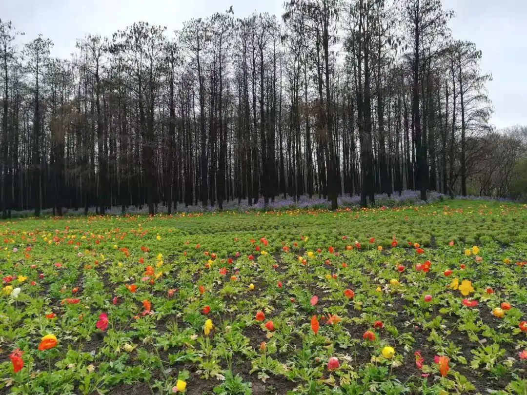 四月将至,这片约5000㎡的新晋花海蓄势待发