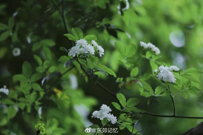 成都七里香花开成瀑