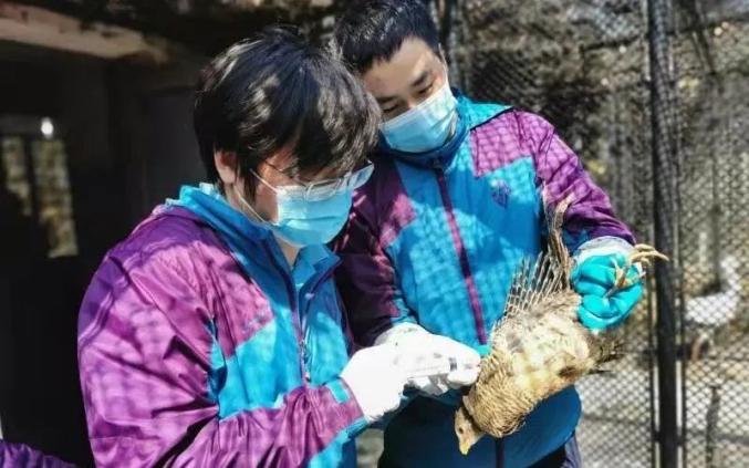 飼養員們會密切留意動物的狀況,如個別動物出現疫苗反應和吃料異常