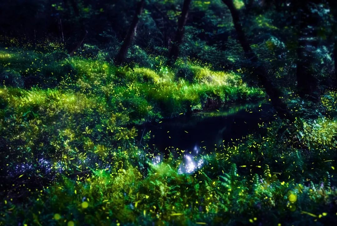 1观赏时间九龙湿地的萤火虫从3月中下旬开始出现,4月10日前后进入盛期