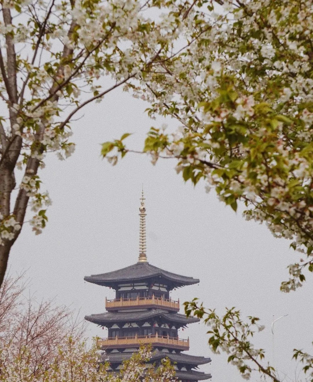 赏花地图嘉兴第一波樱花已开最强赏樱攻略奉上