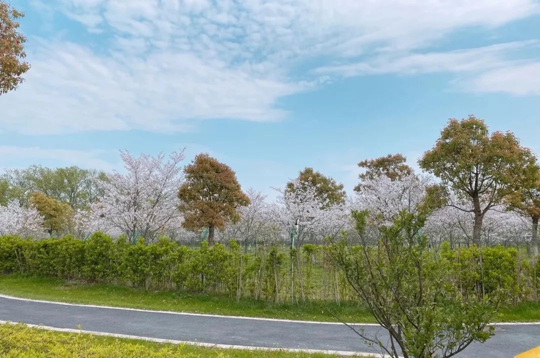 赏花地图嘉兴第一波樱花已开最强赏樱攻略奉上