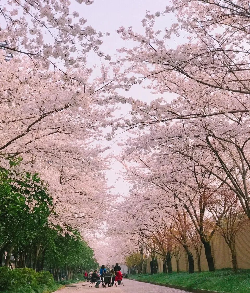 赏花地图嘉兴第一波樱花已开最强赏樱攻略奉上
