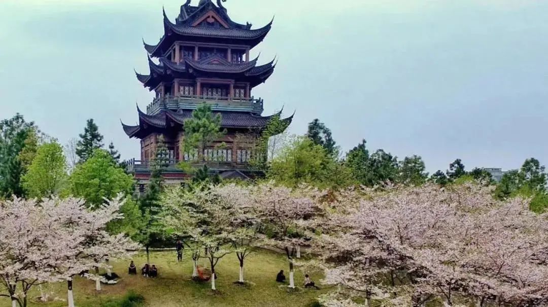 赏花地图嘉兴第一波樱花已开最强赏樱攻略奉上