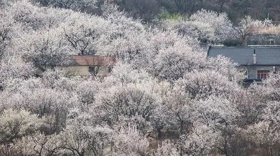 青岛万亩樱桃花开寻一处静谧的村落把时光过成诗