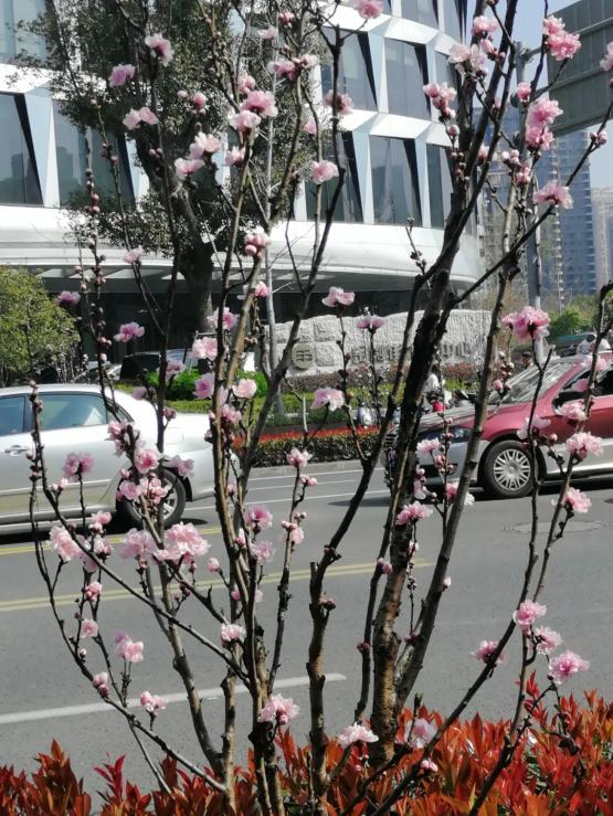 春暖花开,虹口的街头又热闹起来了,来这里赏花吧→_澎湃号·政务_澎湃新闻-The Paper