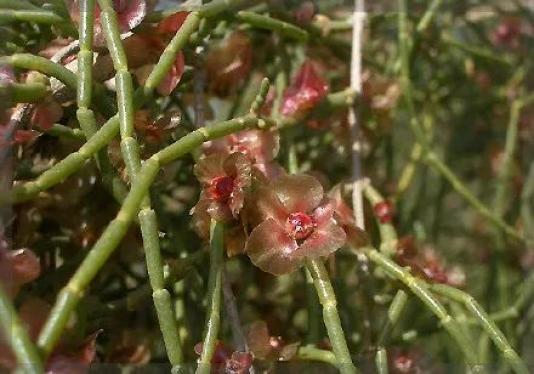 沙漠英雄柴达木梭梭