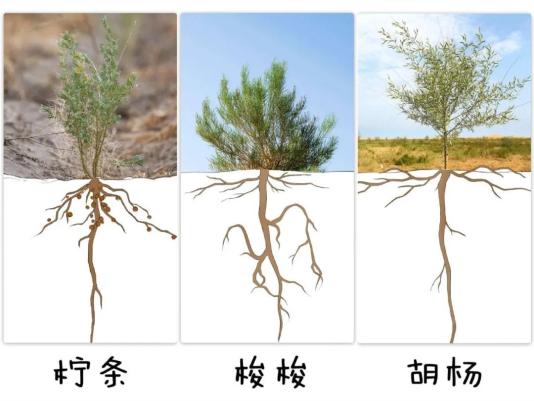 沙漠英雄柴达木梭梭