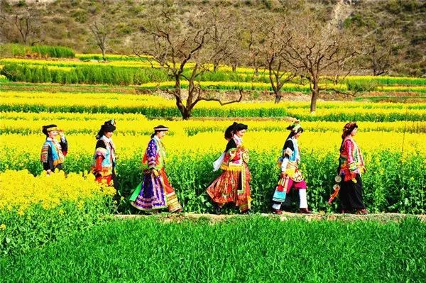 藏乡江南春意浓花开舟曲美如画