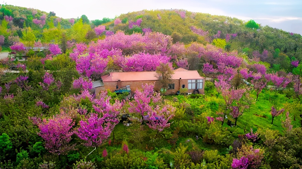 三月赏樱崇州春日赏樱地盘点