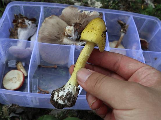 毒蘑菇有快速检测试剂盒了,从此可以自由吃蘑菇了吗?
