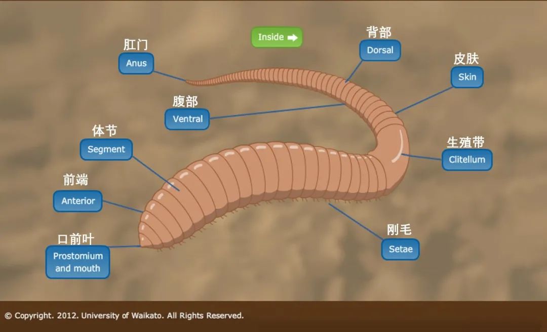 蚯蚓的身体部位图图片