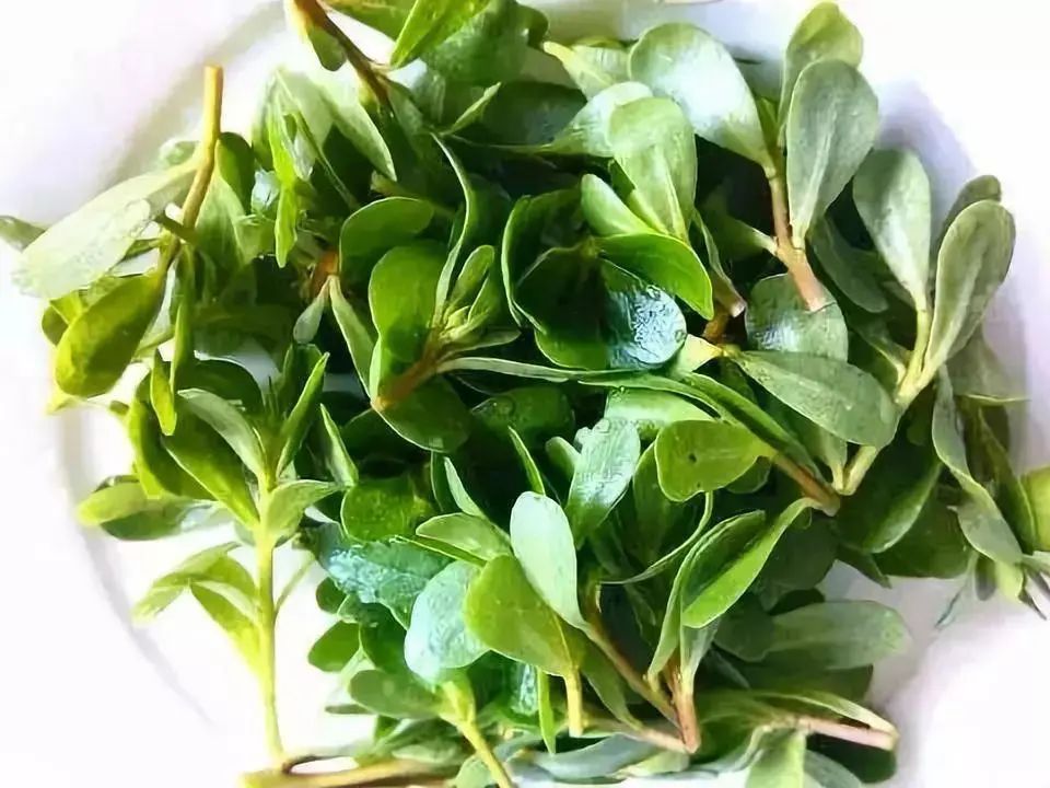 马齿苋,别名麻绳菜,马齿菜等,因其叶型像马齿而得名,又因为其健身防病