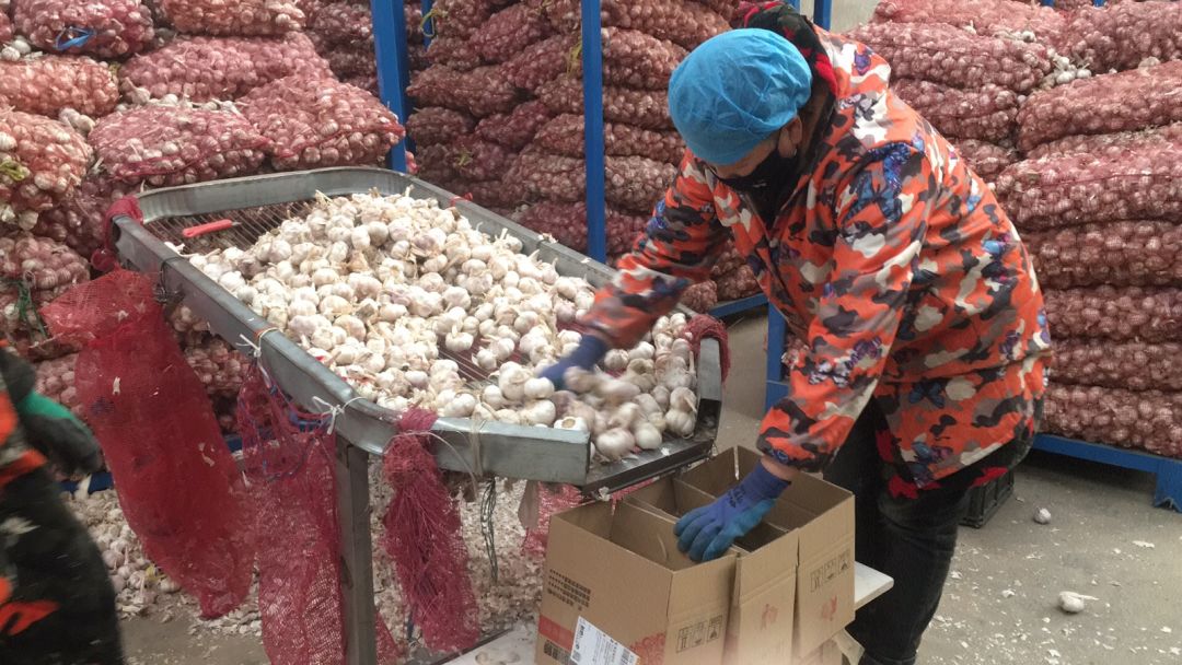 大蒜批发生意