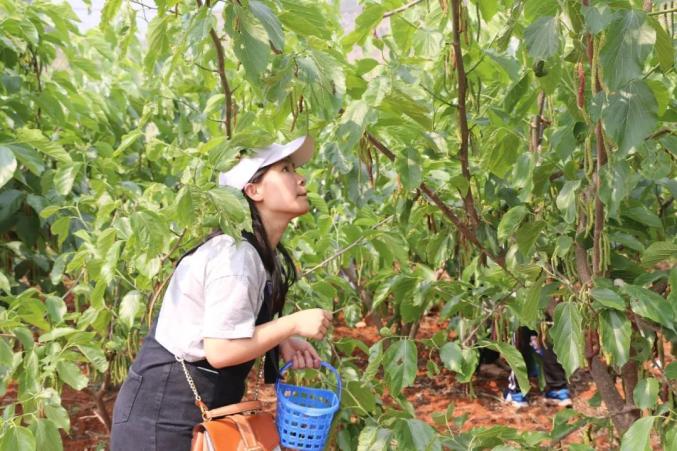 香甜爆汁个旧这儿的百亩桑葚熟啦十多个品种等你来摘