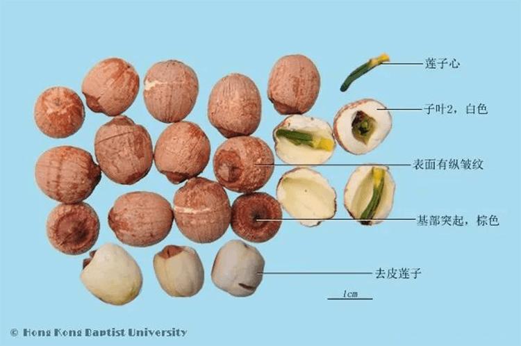 特约专栏根底藕丝长花里莲心苦