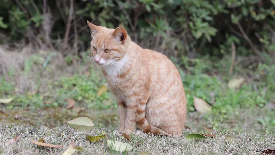 把春天揉進小動物的眼睛裡送給你