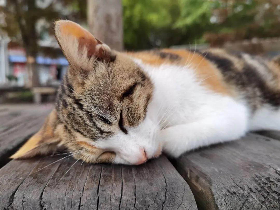 把春天揉進小動物的眼睛裡送給你