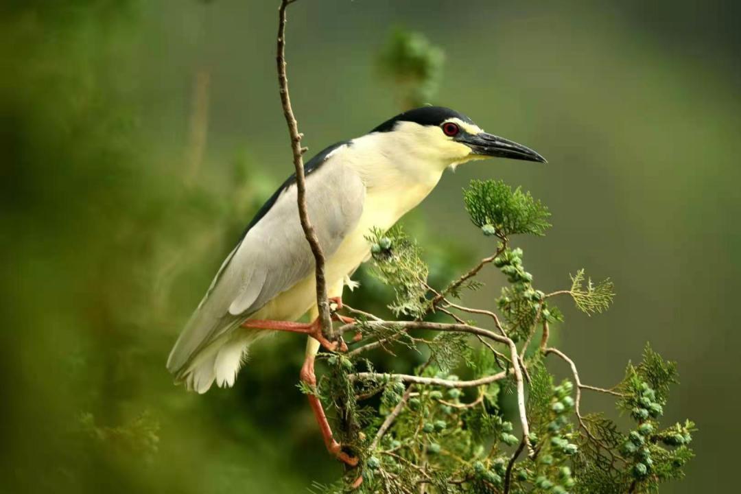喳喳啁啾嘎嘎咕咕嘤嘤呖呖布谷