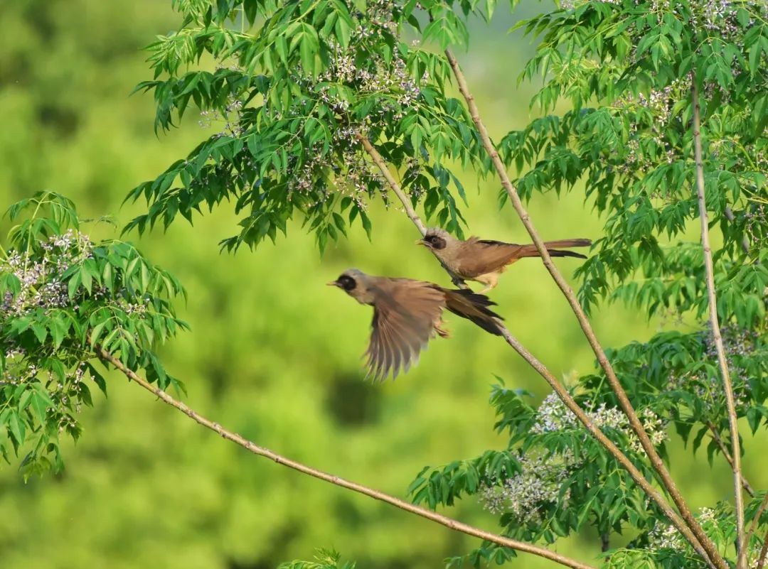 喳喳啁啾嘎嘎咕咕嘤嘤呖呖布谷