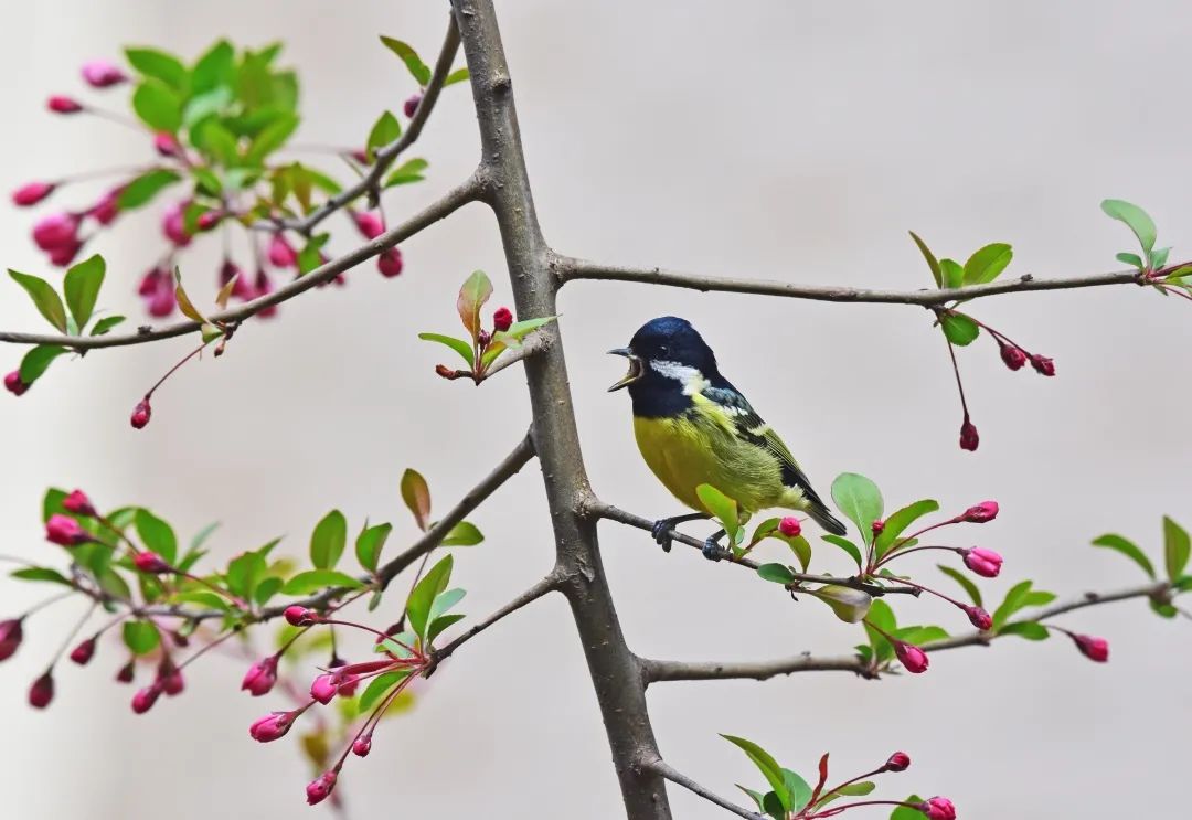 喳喳啁啾嘎嘎咕咕嘤嘤呖呖布谷