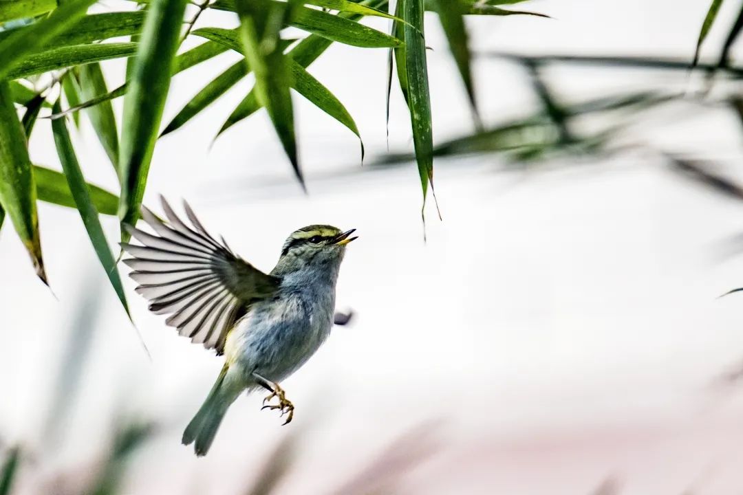 喳喳啁啾嘎嘎咕咕嘤嘤呖呖布谷