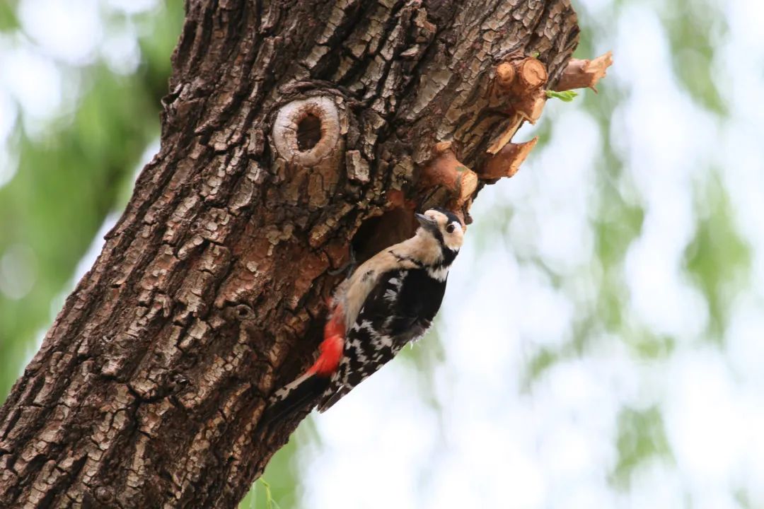 喳喳啁啾嘎嘎咕咕嘤嘤呖呖布谷