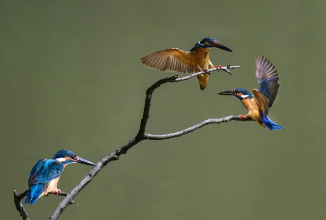 喳喳啁啾嘎嘎咕咕嘤嘤呖呖布谷