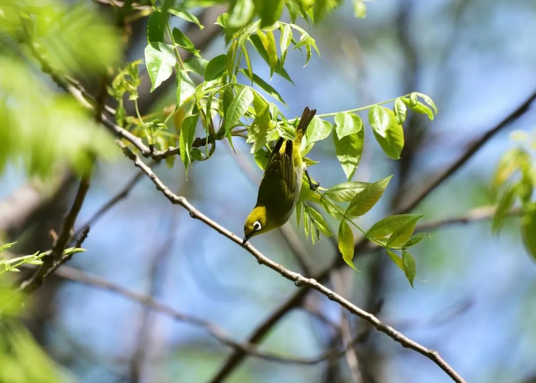 喳喳啁啾嘎嘎咕咕嘤嘤呖呖布谷