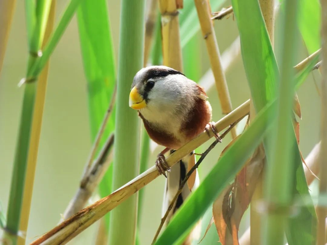 喳喳啁啾嘎嘎咕咕嘤嘤呖呖布谷