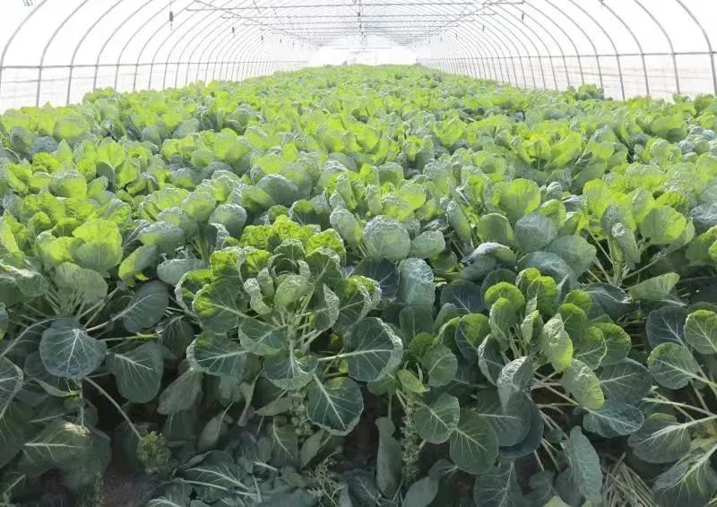 从田间到餐桌,金山这位农场主教你做抱子甘蓝