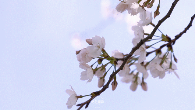 辰山植物园樱花全面进入盛放期美照美食福利带你花式赏玩最美樱花周