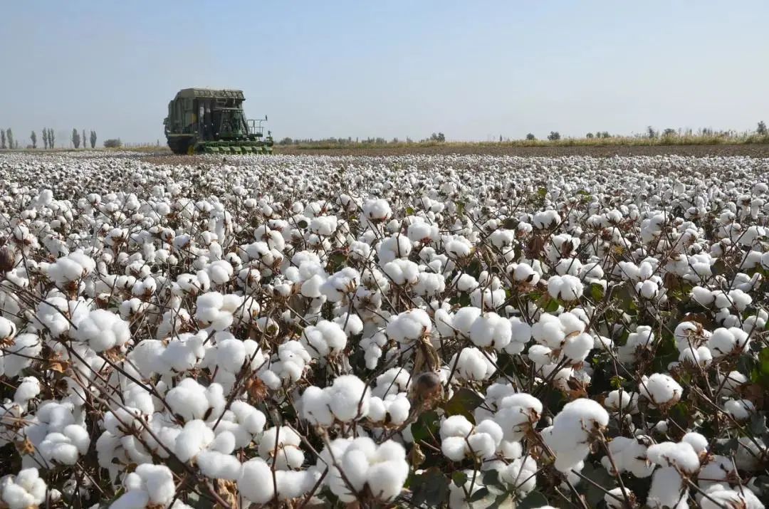 2021年新疆棉花生产全程机械化率达到88%