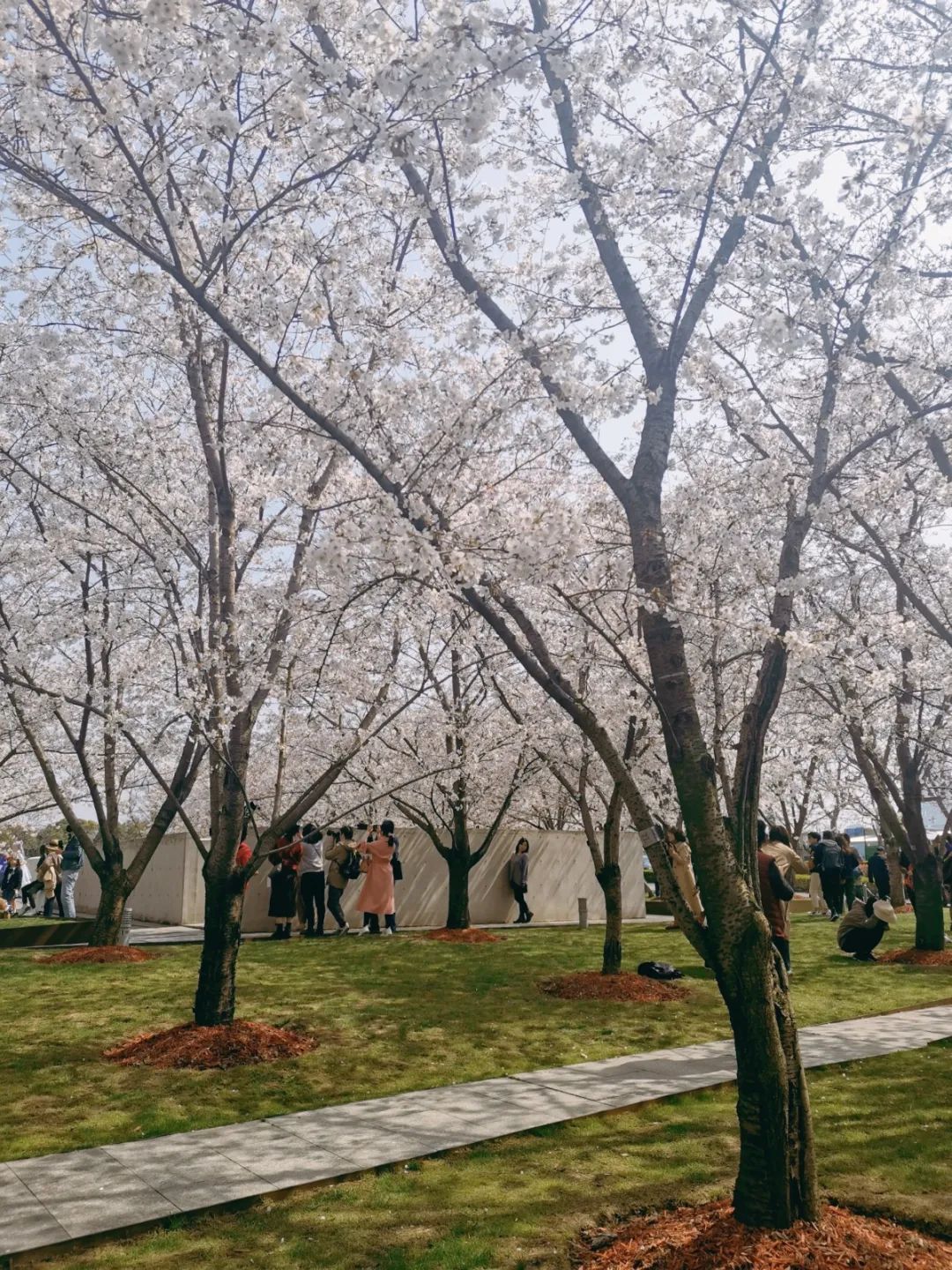 龙美术馆新一年樱花季如期而至