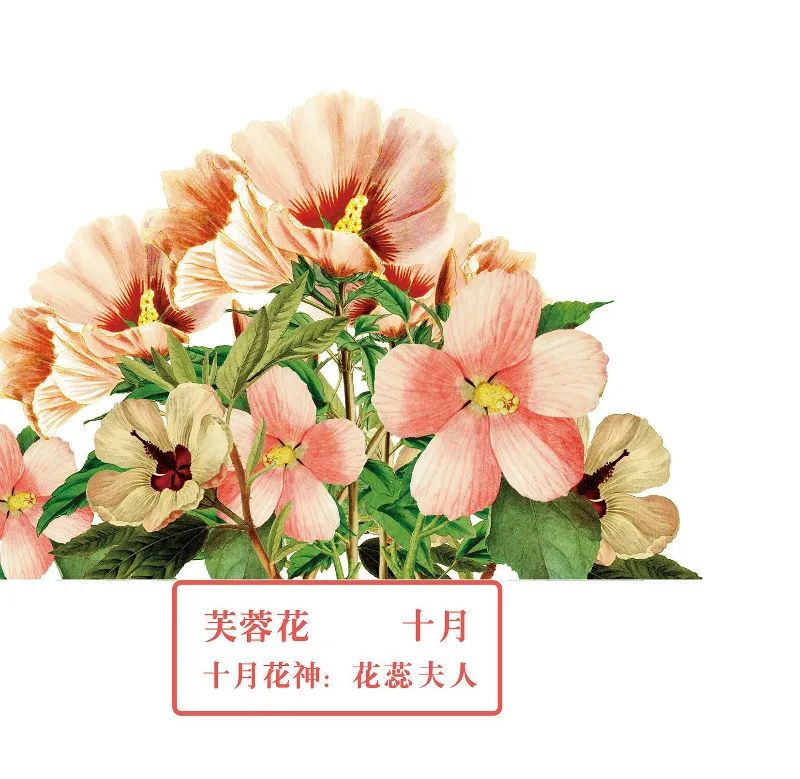 你好 花博 你知道十二花神吗