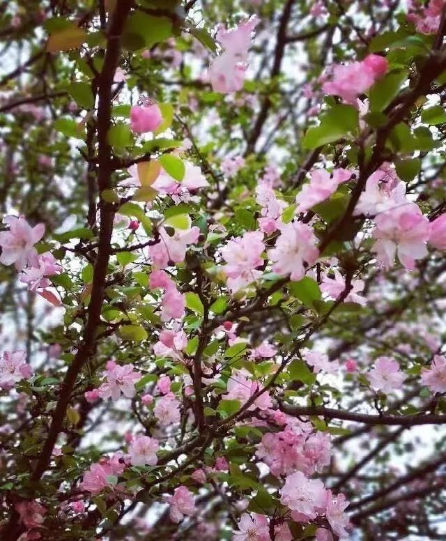 赏花不远游,宜昌城区这些『醉美花海』值得一去