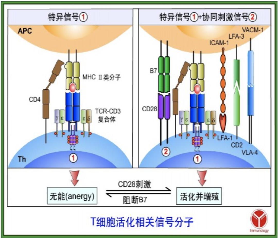 科学普及】人人学懂免疫学：第二十一期