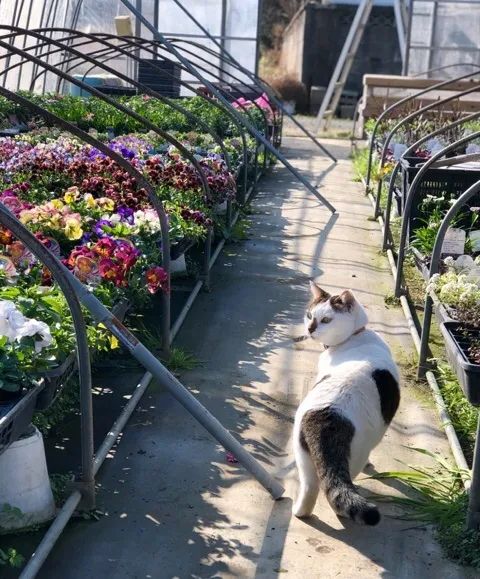 自从爷爷捡了只猫 天天被小猫咪当马骑