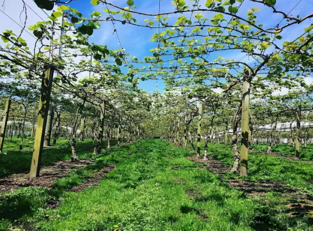三月春光无限好猕猴桃绿芽惹人喜