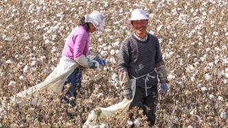 南疆掠影：胡杨林、团场和采棉季