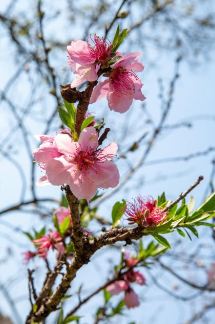 春暖浦東十里桃花帶你感受不一樣的桃花節