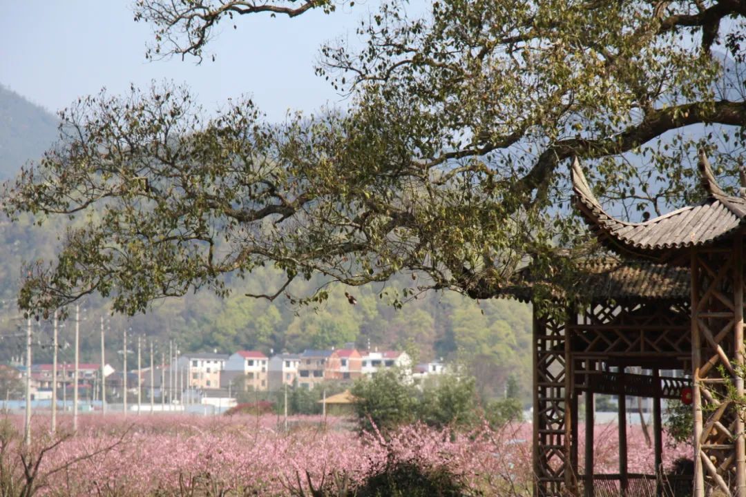 岩头镇桃红又见一年春