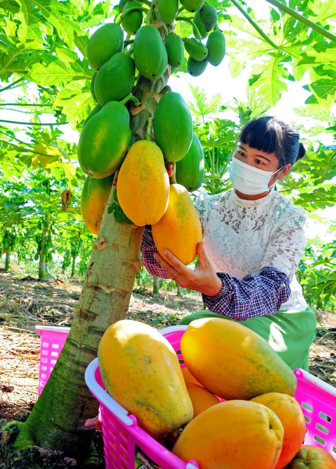天气回暖木瓜甜度飙升在花都还能吃到应季水果真的太幸福啦