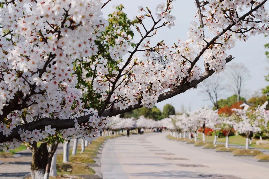 樱花桃花海棠花来采石矶赏花