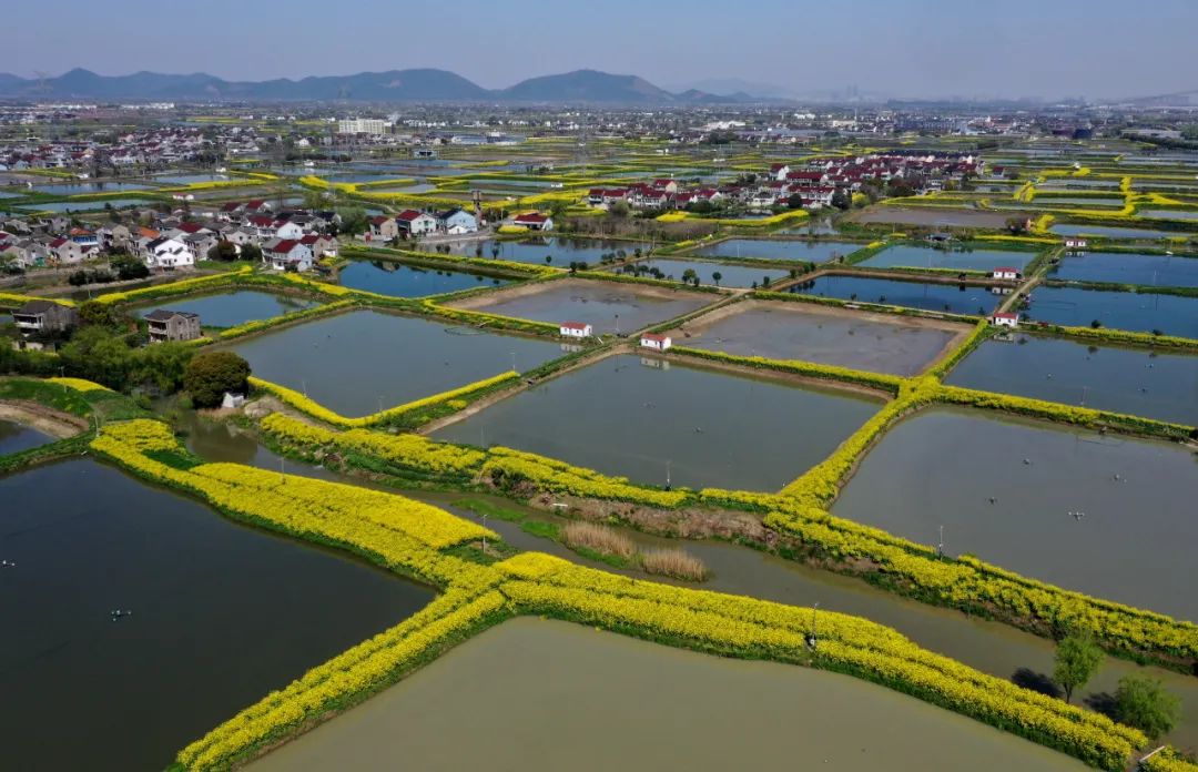 3月21日,德清县洛舍镇水保园油菜花田,近百名太极爱好者晨练,构成一幅